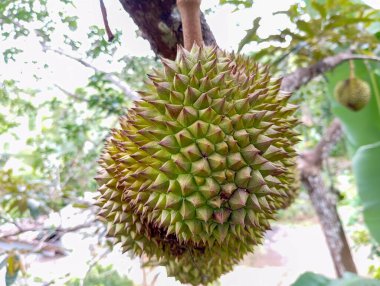 Bahçedeki durian meyvesi