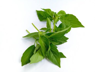 cimum Basilisiyum veya fesleğen veya kemangi, beyaz arkaplanda izole edilmiş