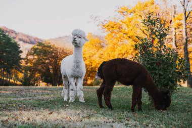 İki alpaka güneşli bir öğleden sonra, canlı sonbahar yaprakları ve verimli bir ağaçla çevrili bir tarlayı keşfediyor..