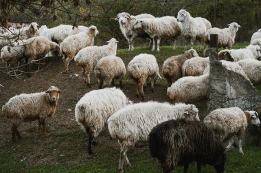 Yumuşak, tüylü bir koyun sürüsü yeşil bir çayırda özgürce dolaşır ve öğleden sonraki ortamın sakinliğinin tadını çıkarır..