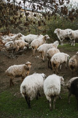 Birçok koç, berrak mavi gökyüzünün altındaki yeşil bir çayırda özgürce dolaşır, dingin ortamlarının ve otlaklarının tadını çıkarırlar..