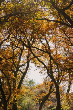 Güneşli bir günde güneşli bir ormanda canlı yapraklarla dolu sonbahar ağaçları