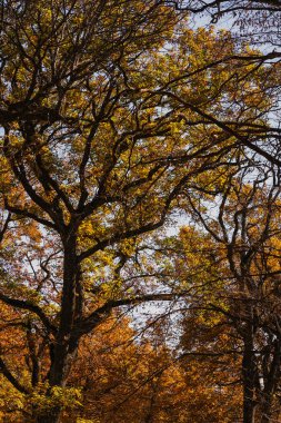 Açık mavi gökyüzünün altında, yükselen ağaçlar parlak sonbahar yapraklarını sergiliyor, ormandaki sonbahar renklerinin çarpıcı bir görüntüsünü yaratıyor..