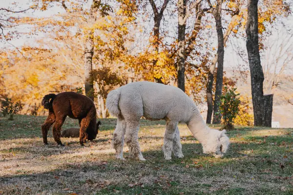 İki alpaka, biri beyaz diğeri kahverengi renkli ağaçlarla çevrili canlı bir sonbahar ortamında otlarlar..