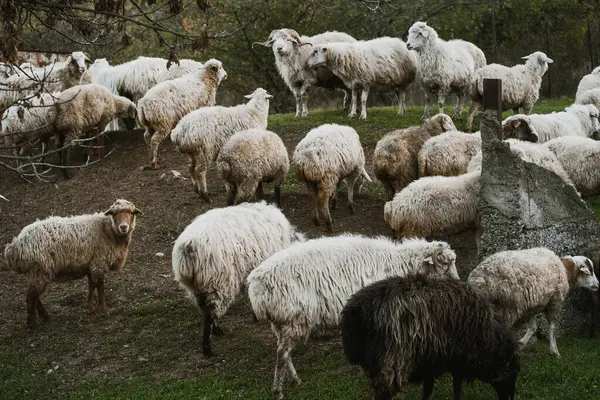 Yumuşak, tüylü bir koyun sürüsü yeşil bir çayırda özgürce dolaşır ve öğleden sonraki ortamın sakinliğinin tadını çıkarır..