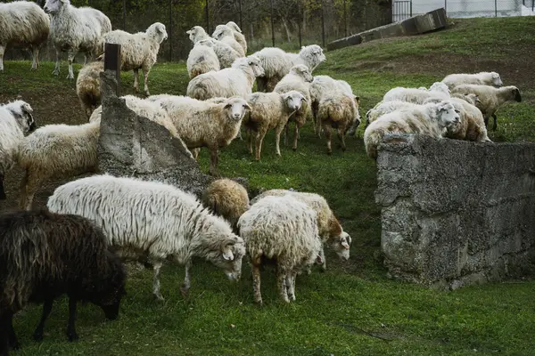 Bir koyun sürüsü sakin bir öğleden sonranın tadını çıkarıyor. Canlı, yeşil bir çayırda, doğa tarafından çevrelenmiş taze çimenler üzerinde otluyorlar..