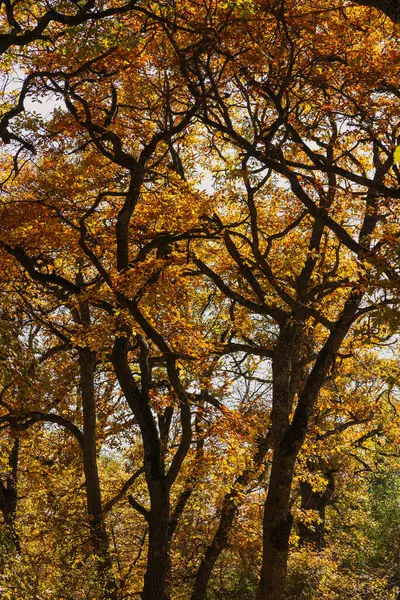 Güneşli bir öğleden sonra, sakin bir ormanda, altın sonbahar yaprakları.