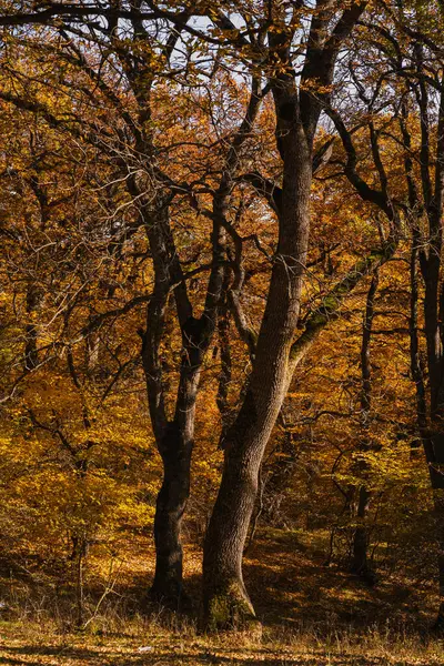 Yüksek ağaçlarla dolu sakin bir orman sıcak öğleden sonra güneşinin altında canlı sonbahar yaprakları sergiliyor..