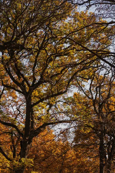 Açık mavi gökyüzünün altında, yükselen ağaçlar parlak sonbahar yapraklarını sergiliyor, ormandaki sonbahar renklerinin çarpıcı bir görüntüsünü yaratıyor..