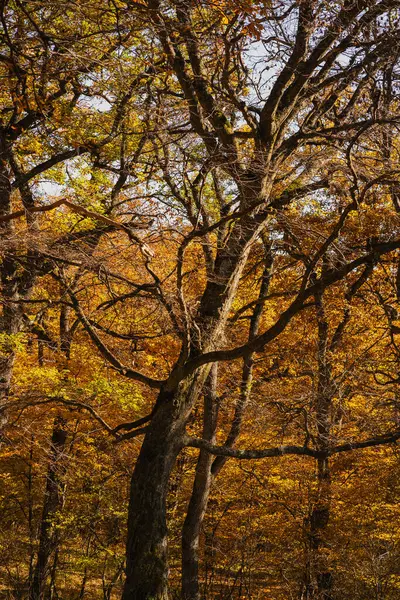 Güneşli bir öğleden sonra ormanda dimdik duran altın sonbahar ağaçları.