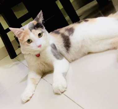 Güzel bir kedi yerde dinleniyor. Çok tatlı görünüyor.