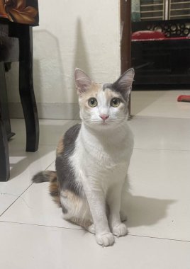 Güzel beyaz ve kahverengi bir kedi, güzel bir kedi yerde dinleniyor ve sevimli görünüyor.