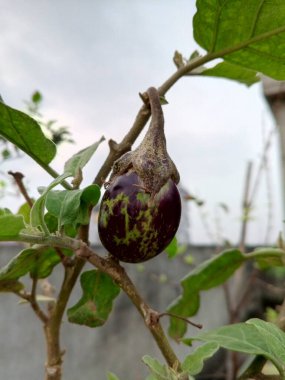 Yeşil patlıcan ağacı, bitkisinde büyüyen canlı bir patlıcanın yakın plan çekimi..