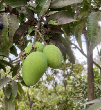 Ağaçta mangolar, ağaçta asılı yeşil mangolar..