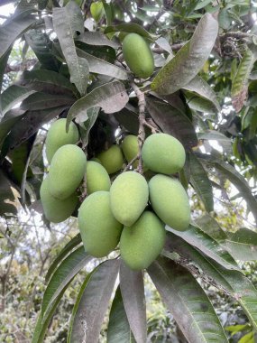 Ağaçta yeşil mangolar, ağaçta yetişen yeşil mangolar.