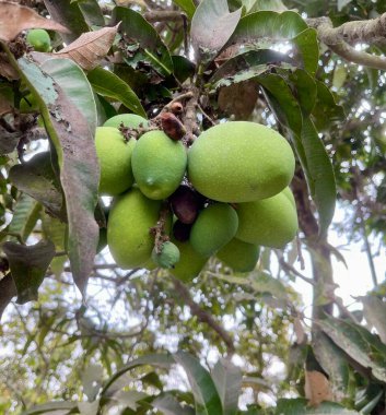 Ağaçta yeşil mangolar, ağaçta yetişen yeşil mangolar.