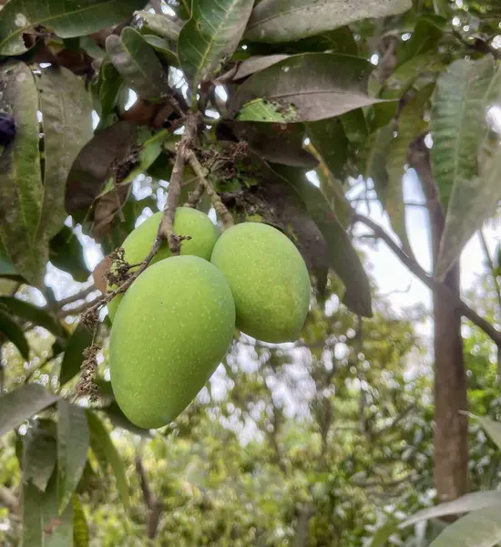 Ağaçta mangolar, ağaçta asılı yeşil mangolar..
