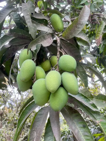 Ağaçta yeşil mangolar, ağaçta yetişen yeşil mangolar.