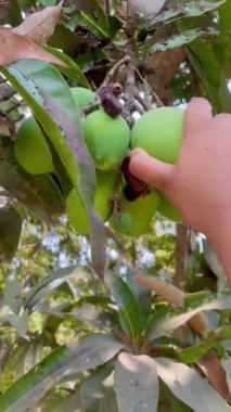 Ağaçta yeşil mango, ağaçtan çiğ mango toplayan bir kadın, ağaçta yetişen yeşil mangolar. Sağlıklı yeşil mango meyvesi.