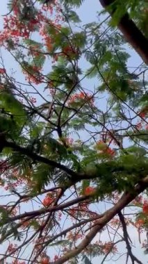 Ormandaki ağaç, parlak yaz güneşinde, parlak kırmızı noktalı çiçeklerin açtığı noktalı ağacın altında durmanın tadını çıkar..