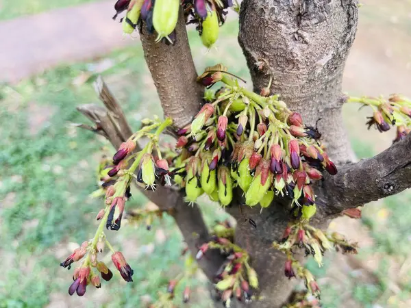 Meyve yüklü bir bilimbi ağacı, doğal ışıkta yakalanır, bilimbi meyveleri tüm ağacı doldurur..