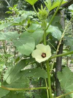 Bahçedeki yeşil bamya çiçeği, Kırmızımsı Merkezi olan kremalı sarı bamya çiçeğinin yakın çekimi..