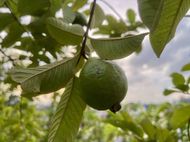 Ağaçta yapraklarla asılı yeşil bir guava meyvesinin yakın çekimi..