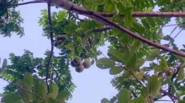 Spondius mombin (ayrıca sarı mombin, domuz eriği, amra veya cajazeera olarak da bilinir), Anacardiaceae familyasından bir ağaç türü..