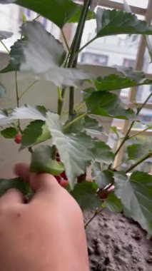 Dut fabrikasının tepesinde. Dut çalılığından olgun kırmızı böğürtlen toplayan bir kadın, küvette dut bitkisi....