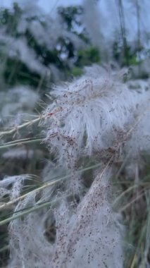 Yakın plan odak noktası çiçek açan Kance Ot. Mavi gökyüzüyle rüzgarda uçuyor