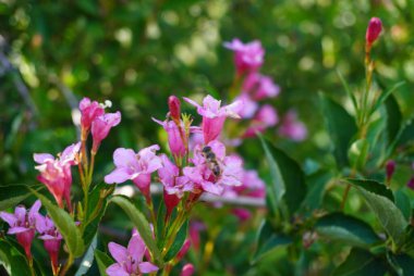 Güzel pembe çiçekler ve yemyeşil yapraklarla süslenmiş canlı bir çalı herhangi bir bahçe düzeninde ya da manzarada çarpıcı bir görüntü oluşturur.