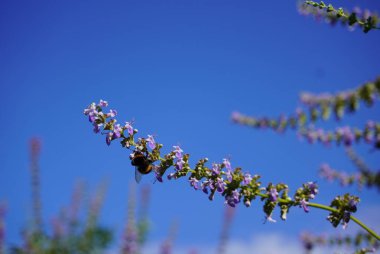 Küçük bir arı zarif bir şekilde canlı pembe bir çiçeğin üzerinde oturuyor, nektarın tadını çıkarıyor ve etrafındaki doğal renklerin güzelliğine renk katıyor.