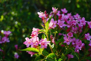 Küçük bir arı zarif bir şekilde canlı pembe bir çiçeğin üzerinde oturuyor, nektarın tadını çıkarıyor ve etrafındaki doğal renklerin güzelliğine renk katıyor.