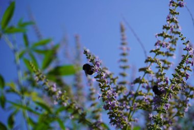 Küçük bir arı zarif bir şekilde canlı pembe bir çiçeğin üzerinde oturuyor, nektarın tadını çıkarıyor ve etrafındaki doğal renklerin güzelliğine renk katıyor.