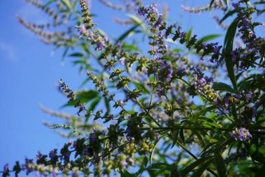 Küçük bir arı zarif bir şekilde canlı pembe bir çiçeğin üzerinde oturuyor, nektarın tadını çıkarıyor ve etrafındaki doğal renklerin güzelliğine renk katıyor.