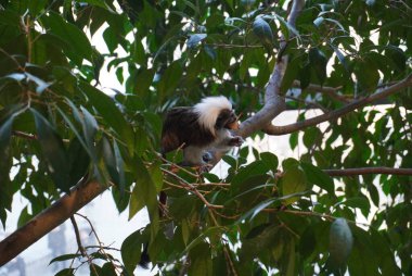 Bu hoş görüntü canlı yeşil yaprakların arasında bir dala tünemiş bir marmoset yakalıyor. Ayırt edici tüylü beyaz tacı ve anlamlı özellikleriyle küçük primat, çevresini keşfetmekle meşgul görünüyor. Güneş ışığı filte