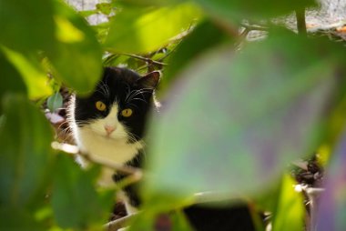Bu büyüleyici fotoğraf, yemyeşil yaprakların arasından bakan meraklı siyah ve beyaz bir kediyi yakalıyor. Kedinin çarpıcı sarı gözleri ve narin yüz hatları canlı yeşilliklere karşı durarak büyüleyici ve eğlenceli bir sahne yaratıyor. Şey...
