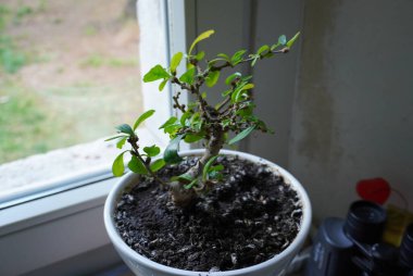 Bu büyüleyici görüntü, canlı yeşil yapraklarını yumuşak doğal ışığın zeminine karşı sergiliyor ve bir pencerenin yanına yerleştirilmiş küçük bir kapalı bitki içeriyor. Çarpık dalları ve zengin topraklarıyla bitki, yaşama ve tazeliğe bir dokunuş ekler.