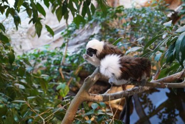 Bu hoş görüntü canlı yeşil yaprakların arasında bir dala tünemiş bir marmoset yakalıyor. Ayırt edici tüylü beyaz tacı ve anlamlı özellikleriyle küçük primat, çevresini keşfetmekle meşgul görünüyor. Güneş ışığı filte