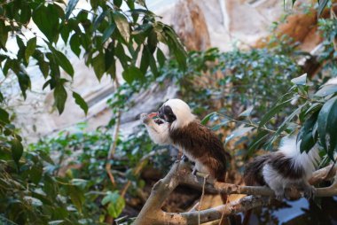 Bu hoş görüntü canlı yeşil yaprakların arasında bir dala tünemiş bir marmoset yakalıyor. Ayırt edici tüylü beyaz tacı ve anlamlı özellikleriyle küçük primat, çevresini keşfetmekle meşgul görünüyor. Güneş ışığı filte