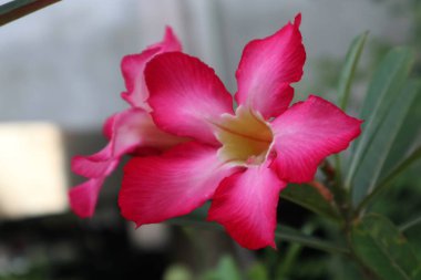 Canlı pembe bir Adenyum obesum çiçeği. Narin taç yaprakları ve sarı bir merkezle çiçek. Karmaşık detaylarını vurgulamak için yakın plan çekilmiş..