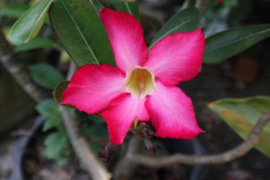 Canlı pembe bir Adenyum obesum çiçeği. Narin taç yaprakları ve sarı bir merkezle çiçek. Karmaşık detaylarını vurgulamak için yakın plan çekilmiş..