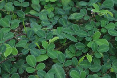 Yeşil yapraklardan bir halı her yeri kaplıyor..