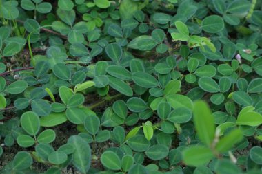 Yeşil yapraklardan bir halı her yeri kaplıyor..