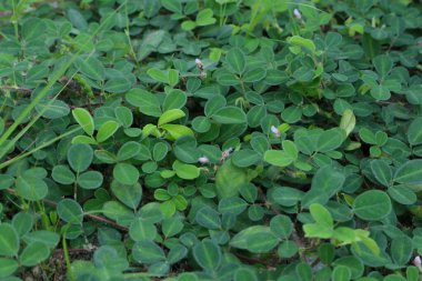 Yeşil yapraklardan bir halı her yeri kaplıyor..