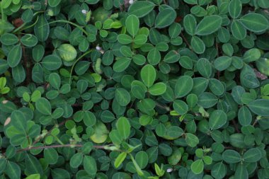 Yeşil yapraklardan bir halı her yeri kaplıyor..