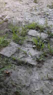Topraktaki çatlakların arasından büyüyen küçük yeşil bitkilerin bulunduğu toprak bir patikanın yakın çekimi. Toprak kuru ve tozlu, ve görülebilen birkaç küçük kaya var..
