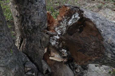 Yeşil çimenler ve küçük bitkilerle çevrili, geniş çatallı ve korunmasız bir ağaç gövdesinin fotoğrafı..
