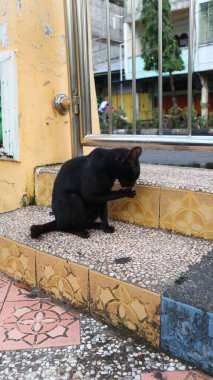 Pürüzsüz, siyah bir kedi fayanslı bir basamağa tünemiş, yoğun bakışları pençesine sabitlenmiş, titizlikle temizliyor..