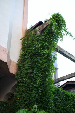 A lush, green vine cascades down the side of an old building, creating a natural curtain of foliage. clipart